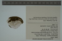 Epioblasma triquetra image