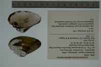 Epioblasma triquetra image