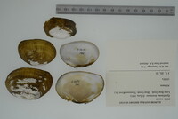 Epioblasma brevidens image