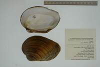 Plethobasus cyphyus image