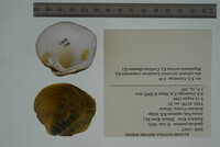 Cyclonaias pustulosa image