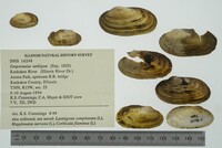 Simpsonaias ambigua image