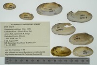 Simpsonaias ambigua image