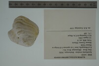 Epioblasma torulosa image