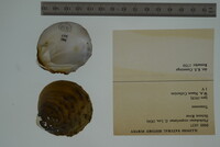 Plethobasus cooperianus image