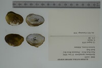 Epioblasma capsaeformis image