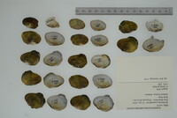 Epioblasma capsaeformis image