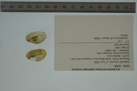 Lampsilis virescens image