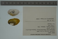 Lampsilis virescens image