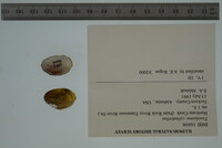 Toxolasma cylindrellus image