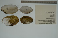 Lampsilis virescens image