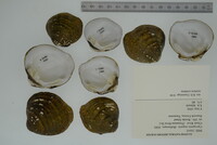 Cyprogenia stegaria image