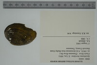 Epioblasma brevidens image