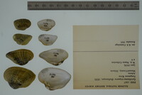 Epioblasma triquetra image