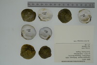 Cyprogenia stegaria image