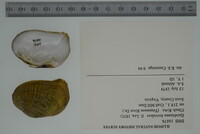 Epioblasma brevidens image