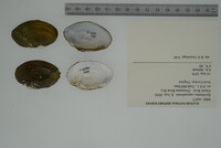 Epioblasma capsaeformis image