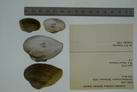 Epioblasma triquetra image