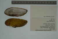 Hemistena lata image