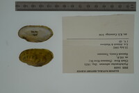 Ptychobranchus subtentus image