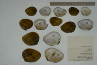 Fusconaia cuneolus image