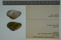 Epioblasma triquetra image