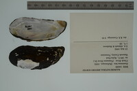 Hemistena lata image