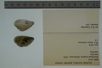 Epioblasma triquetra image