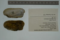 Theliderma cylindrica image