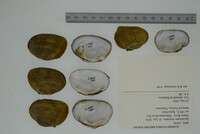 Epioblasma brevidens image