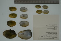 Epioblasma capsaeformis image