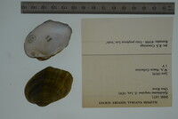 Epioblasma rangiana image