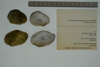 Epioblasma rangiana image