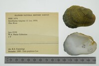 Epioblasma rangiana image