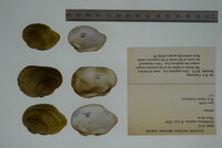 Epioblasma rangiana image