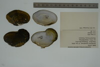 Epioblasma ahlstedti image