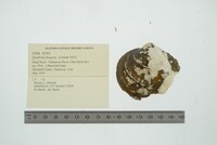 Quadrula fragosa image