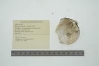 Quadrula fragosa image