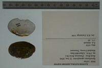 Epioblasma ahlstedti image