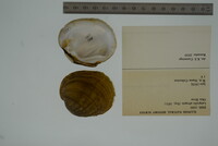 Lampsilis abrupta image