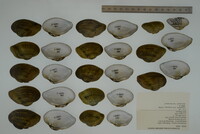 Epioblasma triquetra image