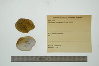 Epioblasma propinqua image