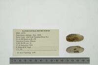 Simpsonaias ambigua image