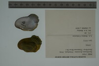 Epioblasma florentina image