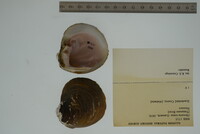 Obovaria retusa image