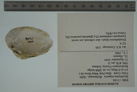 Epioblasma triquetra image