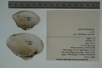 Epioblasma triquetra image