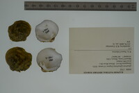 Quadrula fragosa image