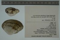 Epioblasma triquetra image