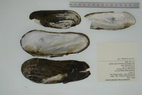 Margaritifera monodonta image